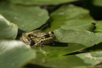 A green frog sitting in the pond full of water lilies
