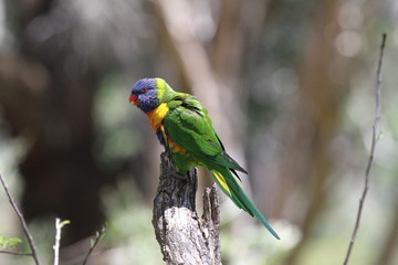 Wild native rainbow lorikeet, Australia