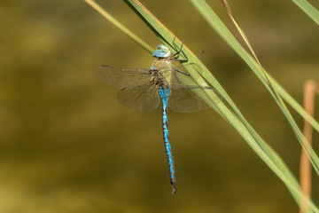 Blue dragonfly hangs on blade of grass