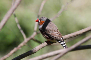 Birds of Australia