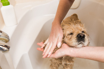 Female groomer hands holding shower sprayer and washing dog ears