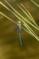 Blue dragonfly hangs on blade of grass