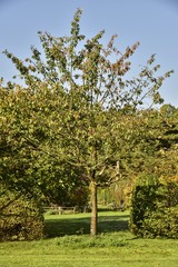Fototapeta premium L'arbre au milieu d'une entrée d'une des aires de repos dans le jardin du Vrijbroekpark à Malines