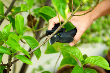 Hands are cut bush clippers