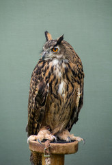 Birds of Prey, Caerphilly ,Wales
