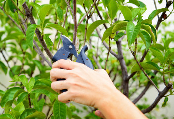 Hands are cut bush clippers