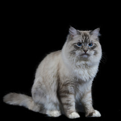 Fototapeta na wymiar funny white fluffy blue-eyed cat isolated on black