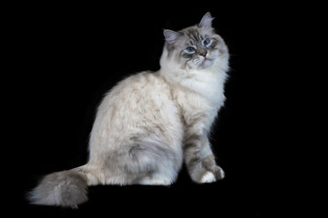 Naklejka na ściany i meble funny white fluffy blue-eyed cat isolated on black