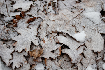 winter cold oak leaves fall down snow frost nature white clean