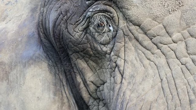 Afrikanischer Elefant Zeitlupe Auge Nahaufnahme und aus dem Bild gehen