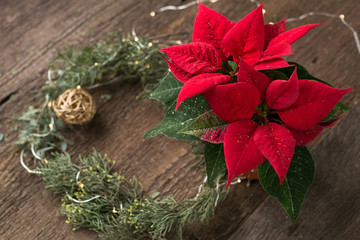 greening, winter holidays, floral design concept. there is a plant called poinsettia or christmas eve flower that in the daylight have all shades of red from crimson to maroon