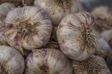 close-up onions