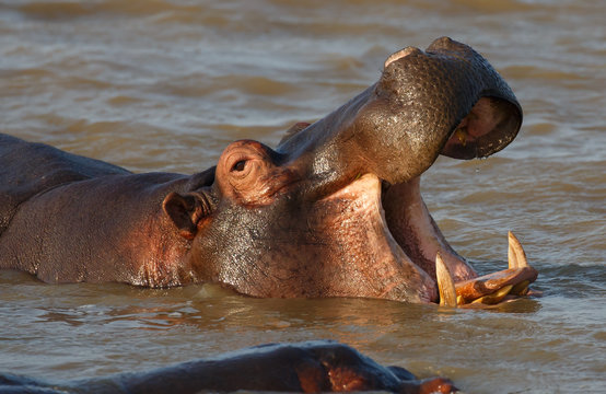 Hippo with Open Mouth and Teeth