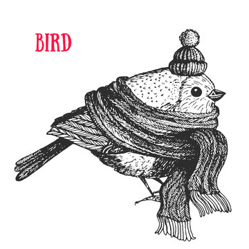 Bird vector illustration. Vintage bird in a scarf and hat. Autumn or winter bird. Engraved style.