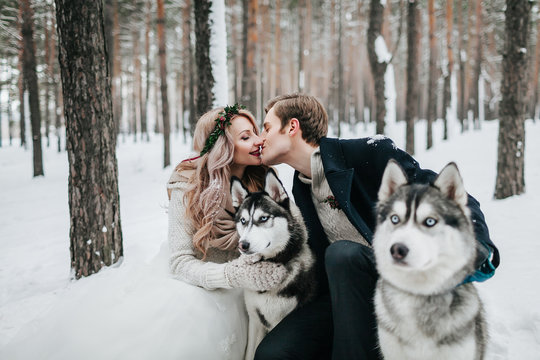 Cheerful newlyweds are kissing on background of husky. Winter wedding. Artwork