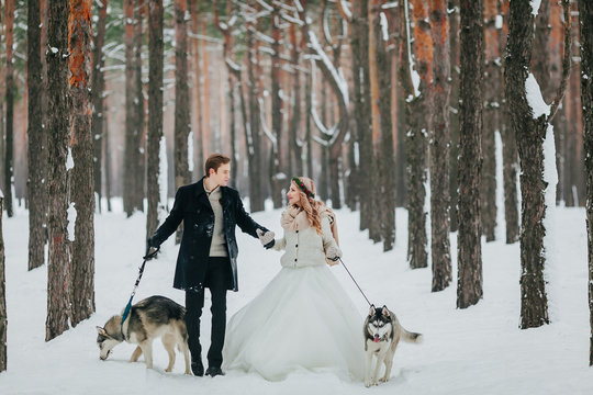 Cheerful newlyweds walks in the snowy forest with two siberian husky. Winter wedding. Artwork