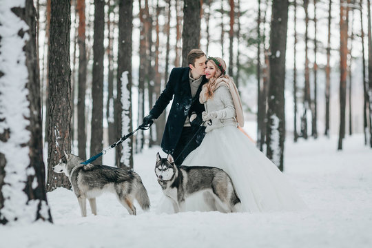 Cheerful newlyweds walks on the trail in the snowy forest with two siberian dogs. Winter wedding. Artwork