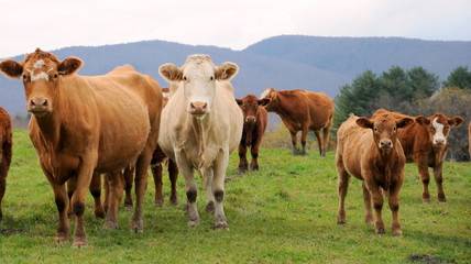 Cows posing