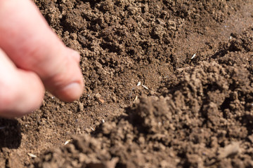 planting of seeds and garden beds