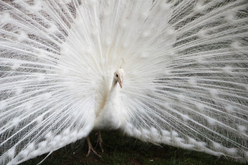 Obraz premium A white peacock at bus station in Budva, Montenegro