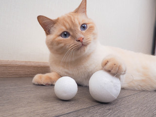Naklejka na ściany i meble Cat christmas, Kitten is playing with a christmas ball.