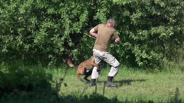 Man and dog are playing with a training stick. Man is pulling a stick and a dog clinging on it.
