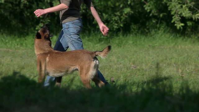 Dog and owner are walking. Dog and owner walking, slow motion, close up.