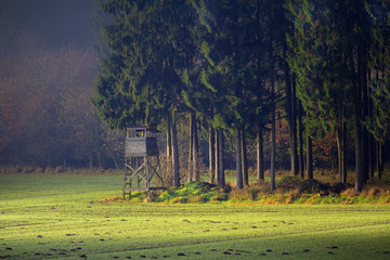 Ambona i Jesienny Las © Wojciech Lisiński