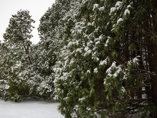 Snow covered evergreen trees 
