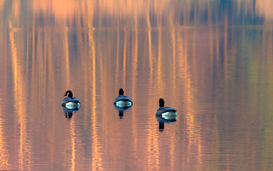 Kaczki Na Jesiennym Jeziorze  © Wojciech Lisiński