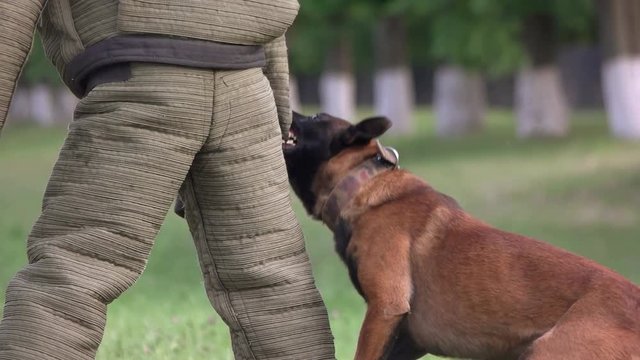 Dog's teeth tearing clothes. Dog's teeth tearing clothes of the figurant's suit, close-up, slow motion.