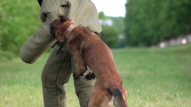 Dog is biting in slow motion. Dog is biting a figurant in slow motion, close-up.