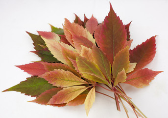 Fall and autumn leaves isolated on a white background collection