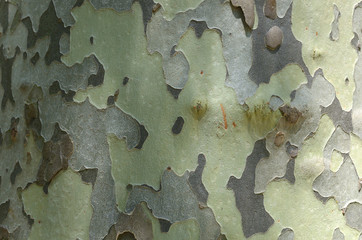 Planetree bark of white and green color and its pattern as background