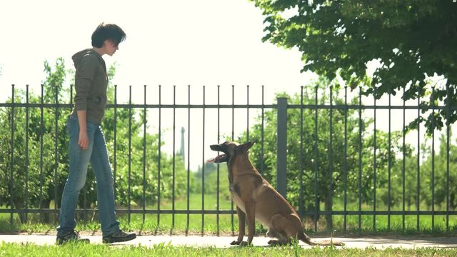 Dog is executing commands for reward. Dog's master is giving commands by moving hand.