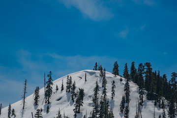 Snowy mountain top with pine trees and a big blue sky