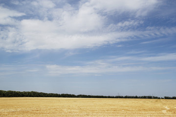 Landscape view of a wheat field