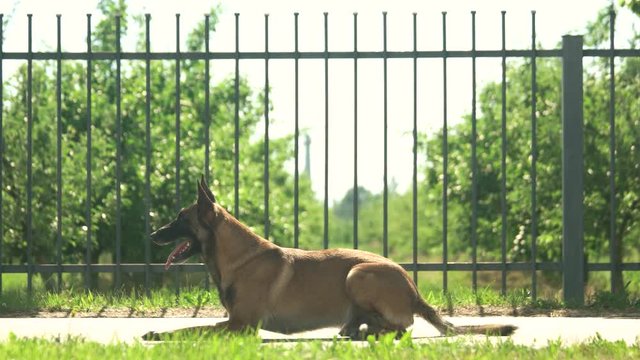 Dog is executing commands. Shepherd malinois dog is executing commands in front of a fence.