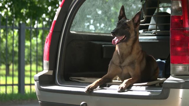 Dog is lying into a car trunk. Belgian shepherd dog is obediently lying into a car trunk and looking outside.