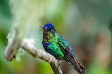 Hummingbird green, red and blue over branch.