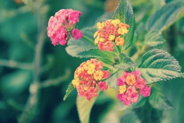 Ibiza Flowers