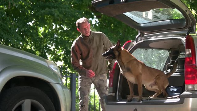 Dog in a car trunk is barking on a stranger. Dog is training to protect a property.