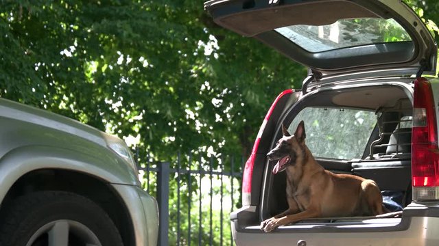 Dog is lying into a luggage boot and barking around. Shepherd belgian dog is lying into a car trunk and barking around.