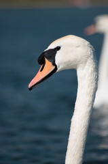 Swan Closeup