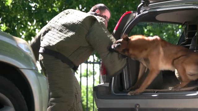 Dog in a car trunk is furiously biting a violator. Property protection exercise.