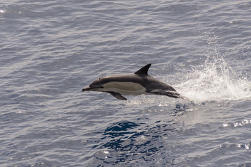 Naklejka premium Dolphins jumping out of calm sea