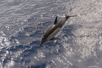 Dolphins jumping out of calm sea