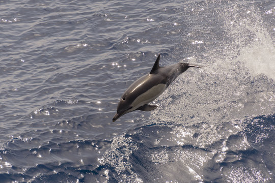 Dolphins jumping out of calm sea