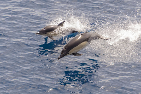 Dolphins jumping out of calm sea