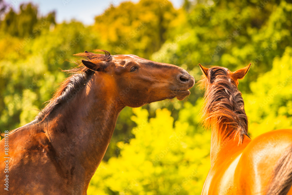 Sticker two brown wild horses on meadow field